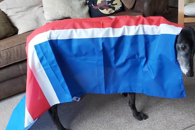 Joanne Chapman's dog with the Iceland flag ahead of last night's Eurovision contest