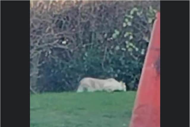Big Cat Sighting near McDonald's Doncaster last week. Photo: Jon Middleton