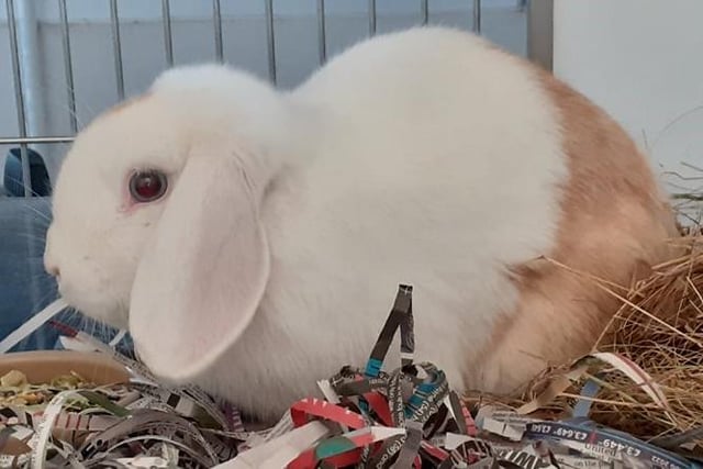 Floyd was found wandering around our car park but is now ready to find his new home after having lots of TLC from us. He is a little timid but does enjoy exploring. He would like to be rehomed with another bunny so that he doesn’t get too lonely.