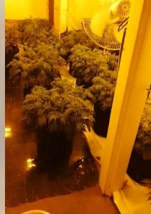 The operation investigating cannabis grows was brought to South Yorkshire Police and National Powergrid's attention following a number of unexplained power-cuts.