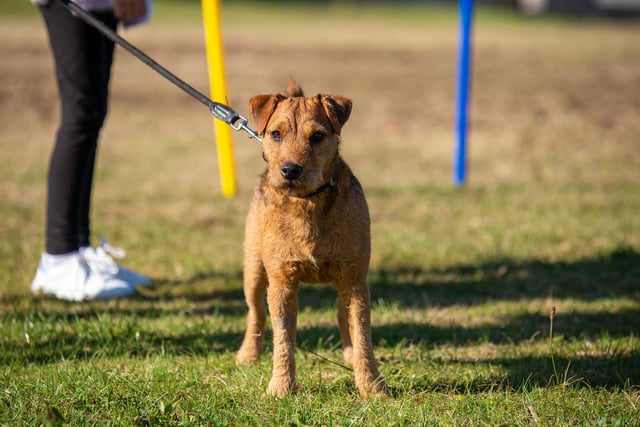 Dogs competed in a number of categories and rosettes were given up to sixth place.