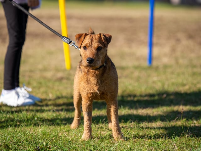 Dogs competed in a number of categories and rosettes were given up to sixth place.