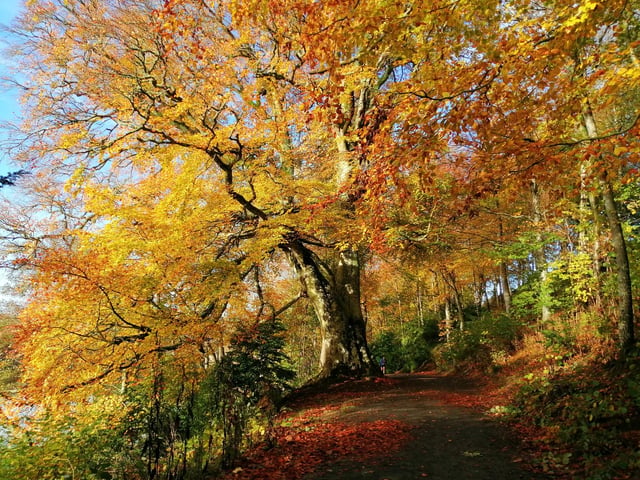 In awe of the wonderful colours while walking round The Haining in Selkirk