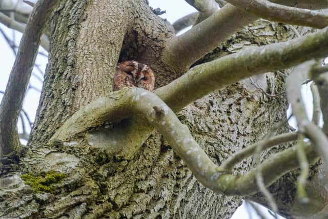 The Lydgate Lane owl rests happily in a tree. Picture: Dean Atkins