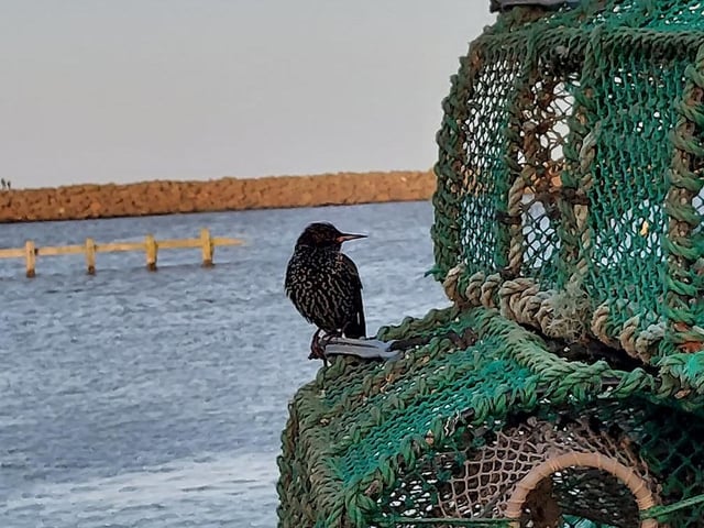 Making friends on New Year's Day at Amble.
