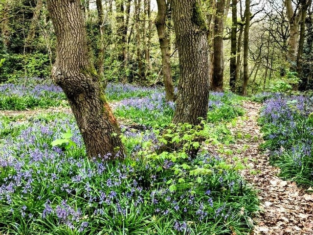 Bluebells by @CazCutts1