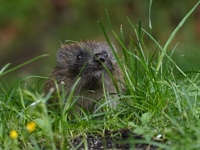 Hedgehog in our garden just before dusk early June