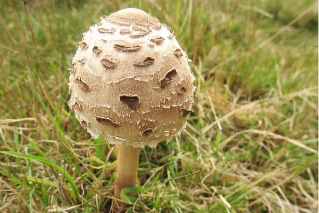 A parasol mushroom
