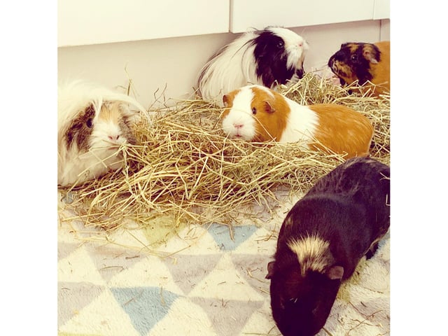 Penelope, Petunia, Pippa, Pumpkin and Petal look pretty chilled out during lockdown.