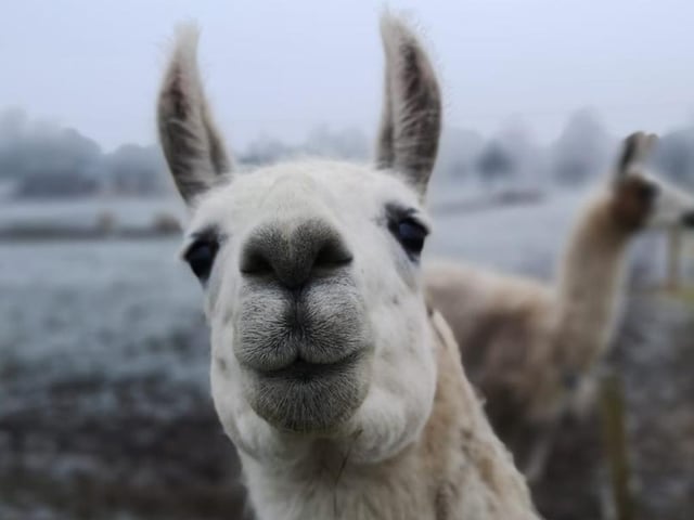 Llama, White Post Farm