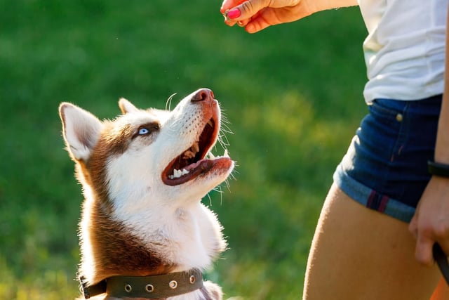 Offering both training and dog behaviour classes, K9 Edinburgh on Sharpdale Loan focuses on teaching owners how to read their dogs' behaviour and build happier relationships with their pets. Photo: Miroha141 / Getty Images / Canva Pro.