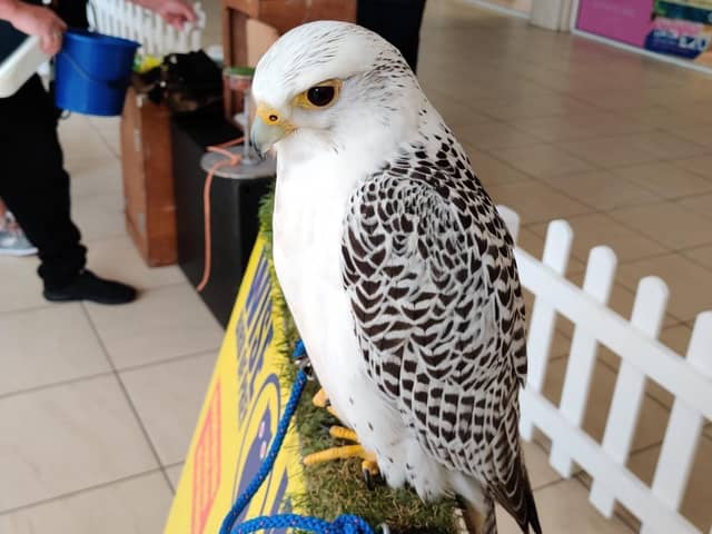 Feathered visitors will prove a popular half term choice at Crystal Peaks this week