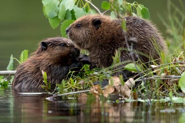Beavers can help with natural flood reduction schemes and work is taking place to look at introducing them to the Upper Don river catchment in Sheffield. Picture: Sheffield Greens