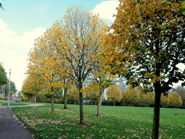 Park facilities include a toddlers and children's play, multisports pitch, skateboarding, BMX track, seating areas, area for nature conservation. Including a wildflower meadow, woodland with woodland walk, sensory garden, accessible entrances and footpaths for all abilities providing access to the Maun Valley Trail.