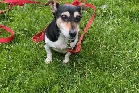Sally is a 13-year-old female neutered Jack Russell Terrier who could possibly live with older children but not cats or dogs.