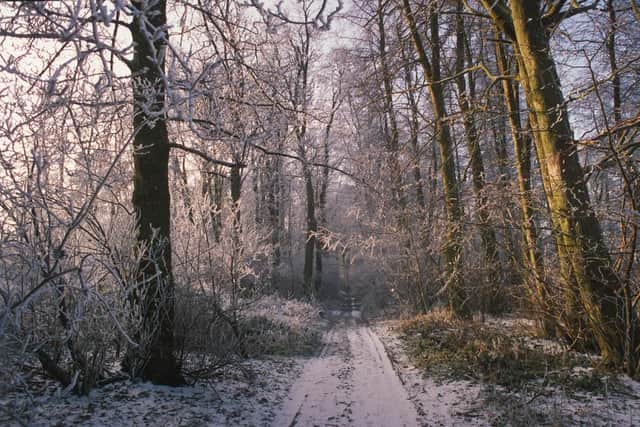 Winter woodland.