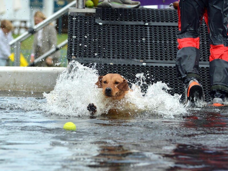K9 Aquasports.