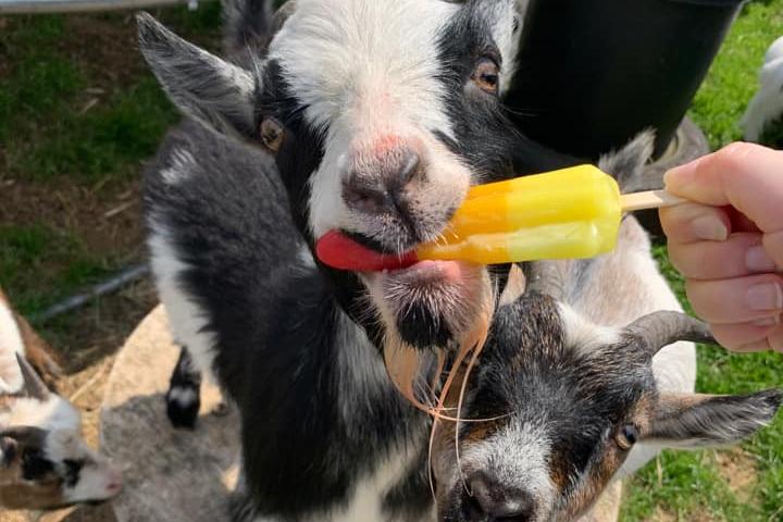 Even goats need to cool down!