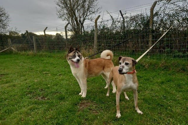Angel and Roxy have always had each other so would need to be rehomed together. However, they are a pair of sweethearts, just searching for somewhere they can relax and put their paws up for the rest of their days.
