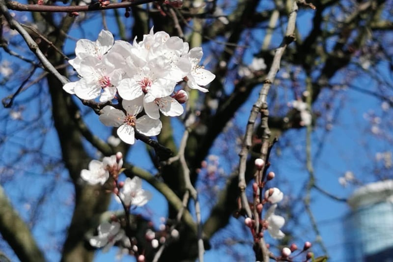 Spring in bloom captured by Ilona Burkiene.