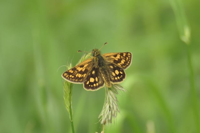 After disappearing from England due to an unusually hot summer in 1976, a project to re-establish the population of chequered skipper butterflies in Northamptonshire is progressing nicely, after 42 adults were imported from Belgium in 2018.