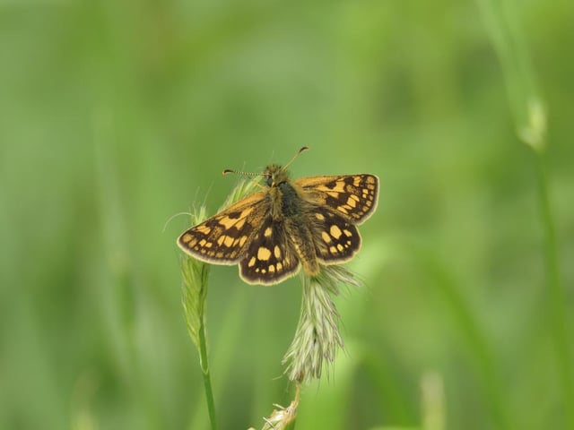 After disappearing from England due to an unusually hot summer in 1976, a project to re-establish the population of chequered skipper butterflies in Northamptonshire is progressing nicely, after 42 adults were imported from Belgium in 2018.