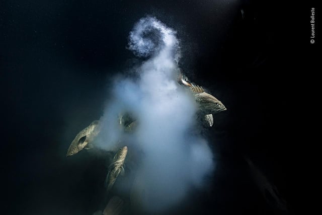 Laurent Ballesta (France) peers into the depths as a trio of camouflage groupers exit their milky cloud of eggs and sperm. For five years Laurent and his team returned to this lagoon, diving day and night to see the annual spawning of camouflage groupers. They were joined after dark by reef sharks hunting the fish. Spawning happens around the full moon in July, when up to 20,000 fish gather in Fakarava in a narrow southern channel linking the lagoon with the ocean.