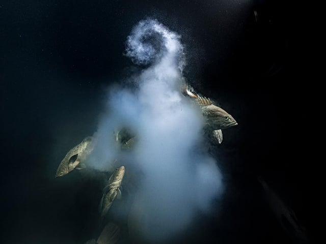 Laurent Ballesta (France) peers into the depths as a trio of camouflage groupers exit their milky cloud of eggs and sperm. For five years Laurent and his team returned to this lagoon, diving day and night to see the annual spawning of camouflage groupers. They were joined after dark by reef sharks hunting the fish. Spawning happens around the full moon in July, when up to 20,000 fish gather in Fakarava in a narrow southern channel linking the lagoon with the ocean.