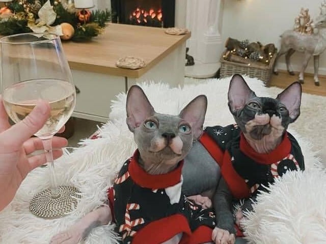 Sphinx cats Cilla and Cobain. Shared by owner Bev Copestake.