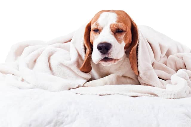 We have to look after our sick pets (photo: Adobe)