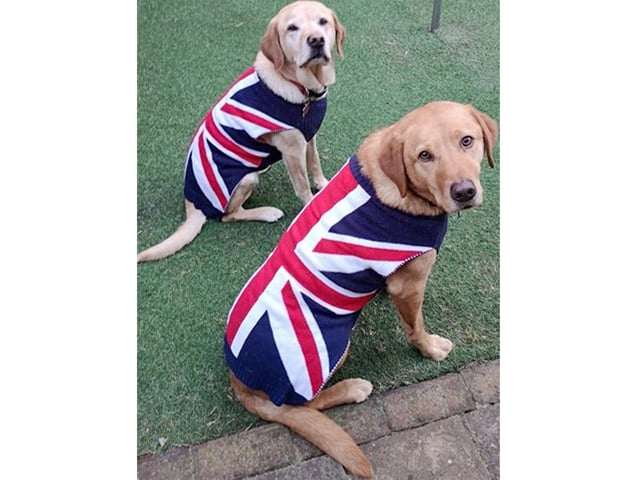 Aran Stanton ,from Fareham, sent in this picture of his dogs Stan and Oppo. Oppo, right, is eight and Stan is nearly 10.