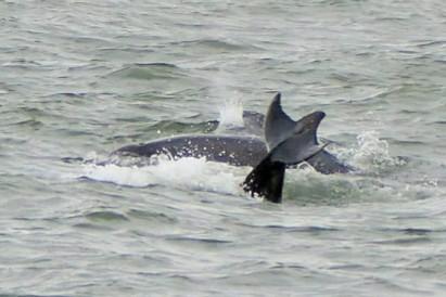 There have been numerous dolphin sightings in recent weeks on the North East coast.