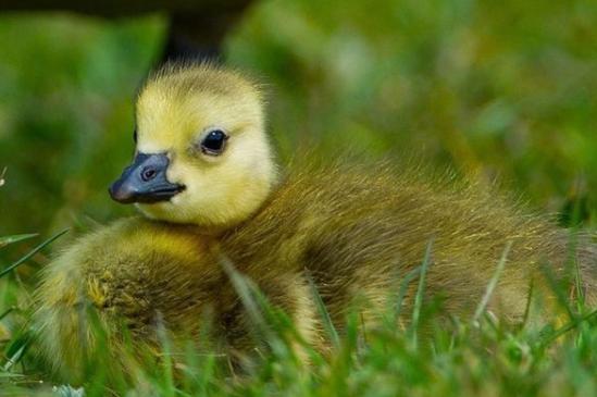 It's been great weather for ducks! From @nikalwest