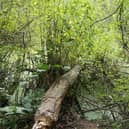 A tree felled by beavers now showing lush new growth, providing food for them
