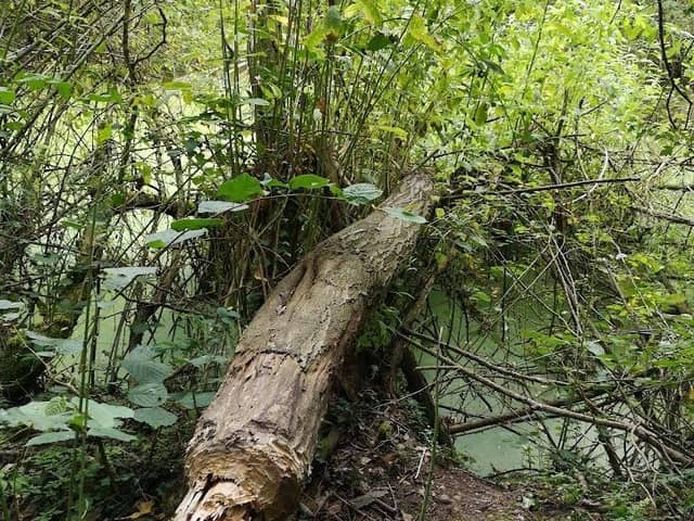 A tree felled by beavers now showing lush new growth, providing food for them