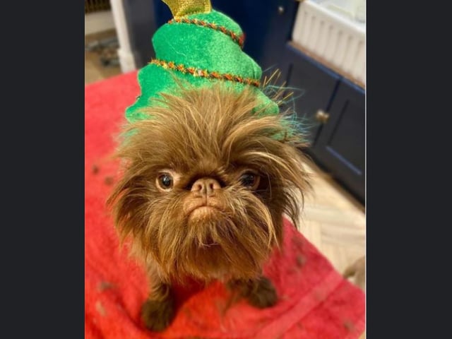 Proshka, who looks like Gizmo from Gremlins, now has a world wide following on the back of pictures posted on social media by his owner. Pictures: Stefani Doherty / https://www.instagram.com/griffy.girl/