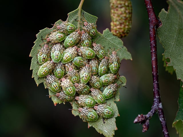 Runner up - Sheild bugs in Colchester, Essex.