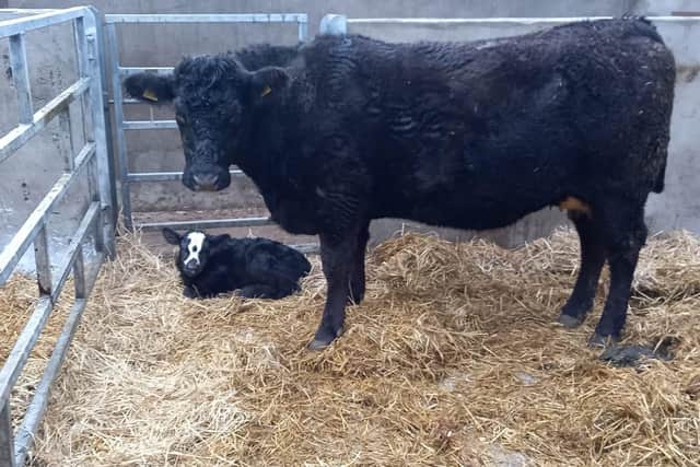 Cows, especially those with calves, can become aggressive if stressed the Health and Safety Executive has warned