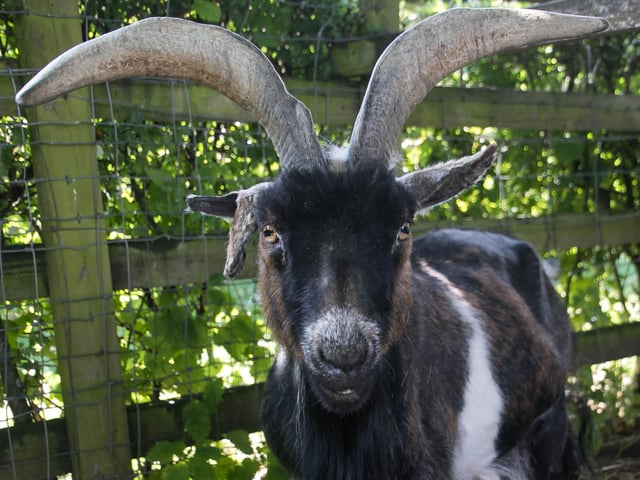 Meet Bert (aka Bertie Shedbasher) the pygmy goat who came to the sanctuary in 2012 as one of the very first goats to arrive at Manor Farm. His age is unknown as he was saved from slaughter and became a pet before coming into rescue, but he’s probably in his mid-teens. Bert is a grand old man who is struggling a bit now with digestive issues but he’s always been a very strong character and his attitude carries him through! Any new bits of construction get a thorough test from those mighty horns, proving how Bertie Shedbasher got his ‘Viking’ nickname.
Photo by Annice Bridgett.