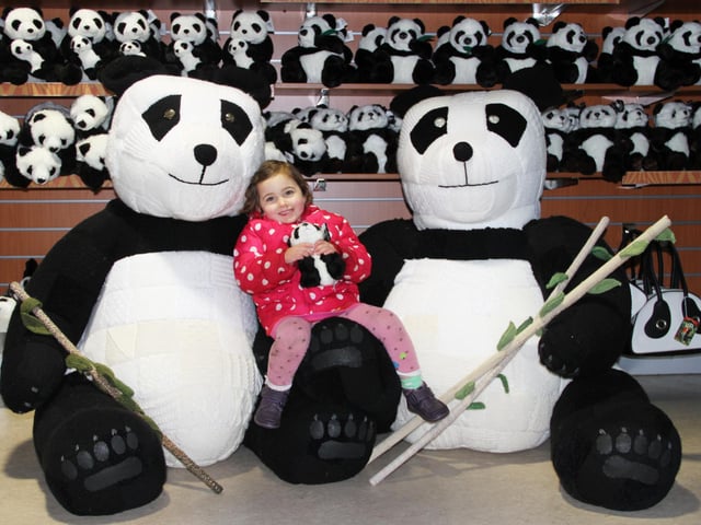 Nell Prescott, aged 3 years old. with the woolly new arrivals at Edinburgh Zoo
Edinburgh Zoo is gearing up to welcome another giant panda duo…this time in the shape of two giant knitted pandas.
The wonderful woolly pair will take pride of place in the main entrance hall of the Zoo for all to see; visitors will be able to pass by these knitted characters on their way to meet the real pandas, Tian Tian and Yang Guang.
Keen knitters from the ‘Knit Wits’ a knitting group with members from all across Scotland and further afield joined together after taking inspiration from the UK’s only giant pandas, Tian Tian and Yang Guang. The cross stitched twosome were originally made for an installation at a sculpture walk to help raise awareness for the charity, VSA.
Since then the panda pair – complete with woollen bamboo, a panda’s favourite foodstuff – have been on display in Braemar as a centrepiece for the creative arts festival and now are residing at Edinburgh Zoo only a stone’s throw from their real life doubles!