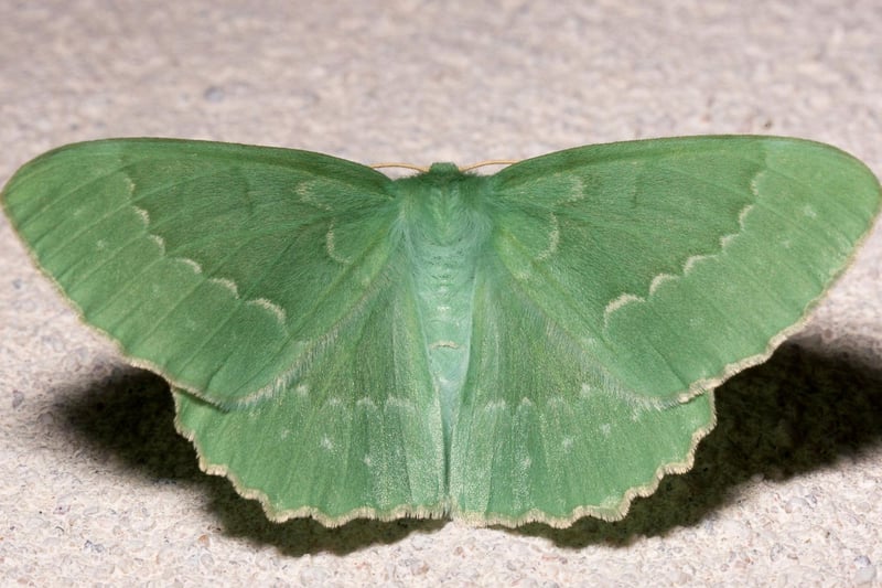Another moth that may pay you a visit if you leave a window open and a light on during a warm Scottish summer night, the Large Emerald's striking green colour and scalloped wings make them easy to spot. Their caterpillars can be found on birch, hazel and elder trees.