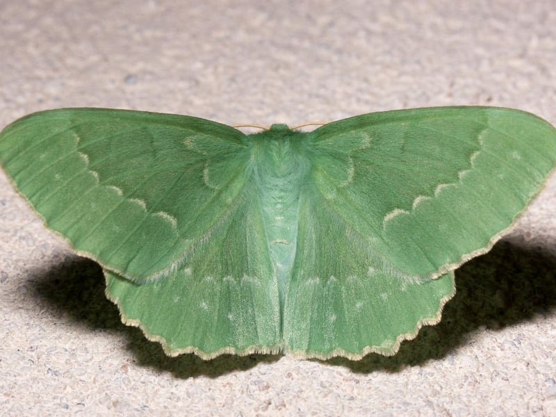 Another moth that may pay you a visit if you leave a window open and a light on during a warm Scottish summer night, the Large Emerald's striking green colour and scalloped wings make them easy to spot. Their caterpillars can be found on birch, hazel and elder trees.