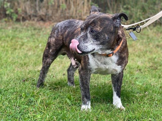 Meet Bailey - Staffordshire Bull Terrier -who is a ten-years and one month old male. He is a lovely older gent who loves nothing more than a fuss and a belly rub. He has a skin condition which is being managed by special baths, which would need to be continued. He would enjoy a home with children aged 8+ where he can relax on the sofa. He would need to be an only dog, but may be able to walk with other dogs, dependent upon a successful introduction. (He is currently reserved). But to find out if he has been successfully homed. See:https://www.rspca.org.uk/local/doncaster-rotherham-and-district-branch/findapet/details/BAILEY/BSA2106352/rehome