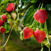 For those hoping to grow their own fruit this year, why not try growing strawberries. Planting now gives you a harvest around early summer