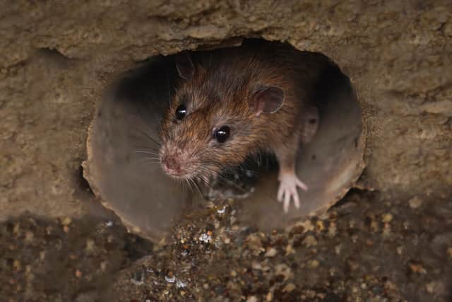 The property, which is managed by Together Housing Association, has been infested with rats, and the condition has disrupted their everyday life as it is claimed their concerns have gone unresolved (Adobe stock picture)