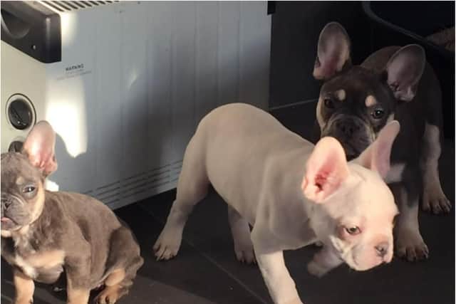 Police have launched an appeal to track down three stolen puppies.