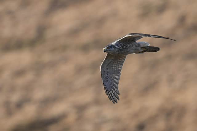 The Peak District Bird of Prey Initiative is closing down after 10 years of trying to restore the numbers of birds of prey in the Peaks because its members say it is not working.