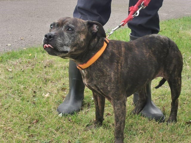 For an older dog, Ash has a lot of energy and enjoys a good walk and play.