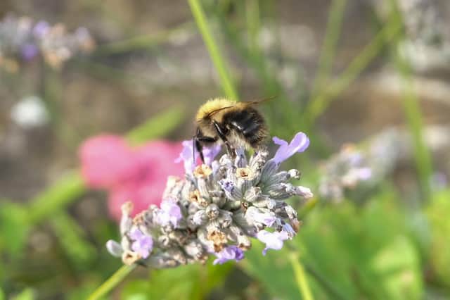 Bees are great pollinators