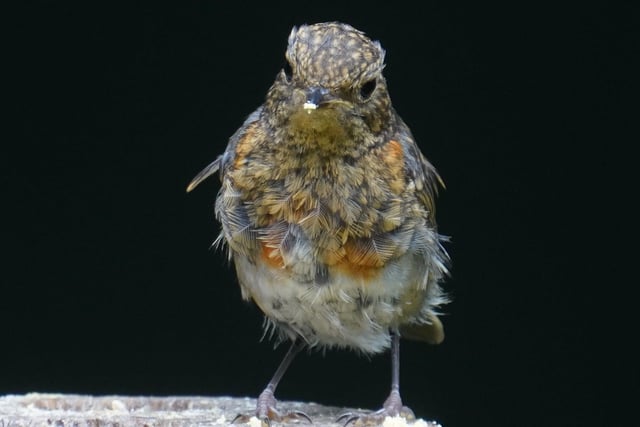 Juvenile robin just beginning to get its adult red plumage.